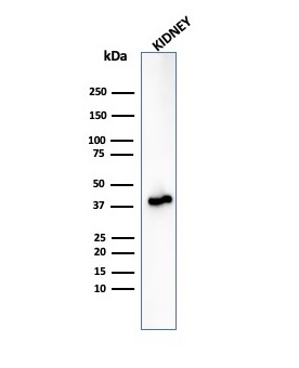 Western blot analysis of human kidney tissue lysate using alpha-Methylacyl-CoA Racemase/AMACR Antibody (rAMACR/6369) - Azide and BSA Free.