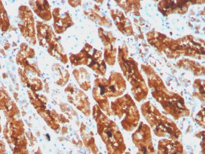 Formalin-fixed, paraffin-embedded human kidney stained with Ferritin Light Chain Antibody (rFTL/1386) - Azide and BSA Free.