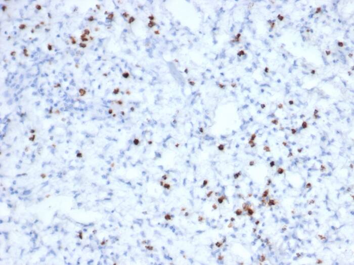 Formalin-fixed, paraffin-embedded human tonsil stained with Granzyme B Antibody (rGZMB/6740) - Azide and BSA Free.