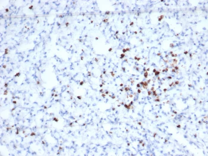Formalin-fixed, paraffin-embedded human spleen stained with Granzyme B Antibody (rGZMB/6740) - Azide and BSA Free.