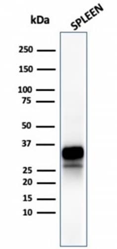 Western Blot Analysis of human spleen tissue lysate using Granzyme B Antibody (rGZMB/4538) - Azide and BSA Free.
