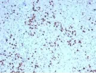 Formalin-fixed, paraffin-embedded human spleen stained with Granzyme B Antibody (GZMB/4539R) - Azide and BSA Free.