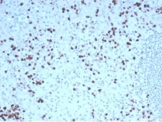 Formalin-fixed, paraffin-embedded human tonsil stained with Granzyme B Antibody (GZMB/4539R) - Azide and BSA Free.