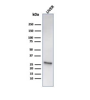 Western blot analysis of human liver tissue lysate using HSP27 Antibody (HSPB1/6490R) - Azide and BSA Free.