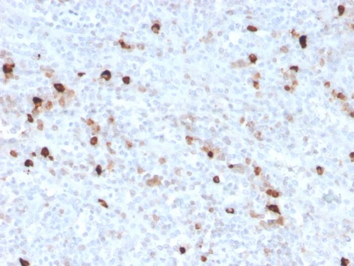 Formalin-fixed, paraffin-embedded human spleen stained with IgM Antibody (IGHM/3776R) - Azide and BSA Free.