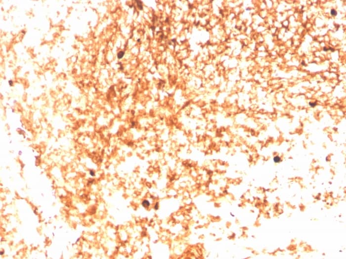 Formalin-fixed, paraffin-embedded human Tonsil stained with IgM Antibody (IGHM/3803R) - Azide and BSA Free.