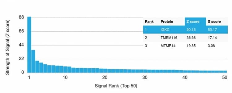 Analysis of Protein Array containing >19,000 full-length human proteins using Kappa Light Chain Antibody (rKLC709) - Azide and BSA Free