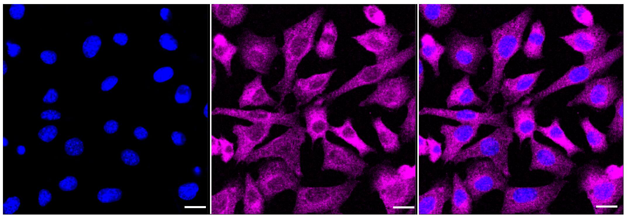 Immunocytochemical staining of C2C12 cells with Acetyl-CoA Carboxylase alpha/ACACA antibody (1:1,000). Nuclei were stained blue with DAPI; Acetyl-CoA Carboxylase alpha/ACACA was stained magenta with Alexa Fluor(R) 647. Images were taken using Leica stellaris 5. Protein abundance based on laser Intensity and smart gain: Medium. Scale bar, 20 um.