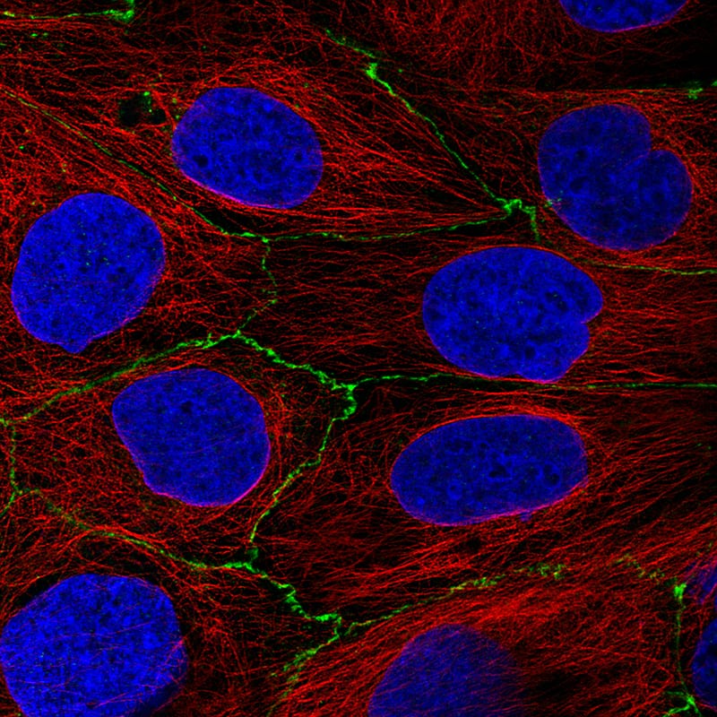 Staining of CACO-2 cells, showing specific staining in cell junctions in green. Microtubule- and nuclear probes are visualized in red and blue, respectively (where available).