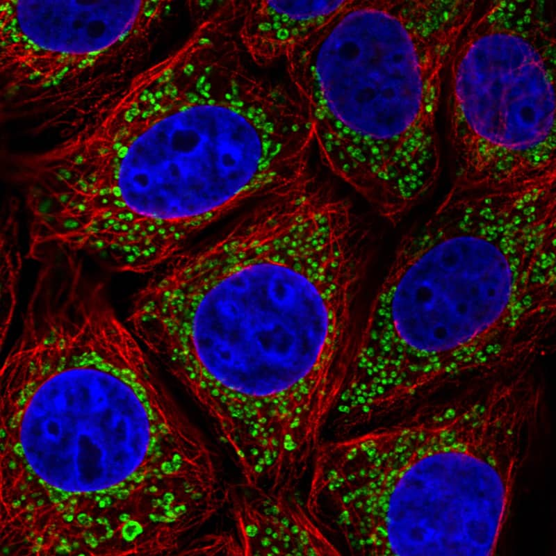 Staining in MCF7 cell line  showing distinct mitochondrial staining in green. Microtubule- and nuclear probes are visualized in red and blue respectively (where available).