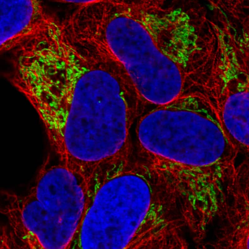 Staining in U2OS cell line  showing distinct mitochondrial staining in green. Microtubule- and nuclear probes are visualized in red and blue respectively (where available).
