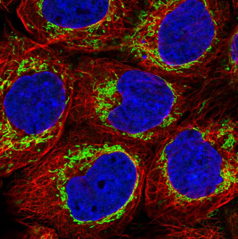 Staining in A431 cell line  showing distinct mitochondrial staining in green. Microtubule and nuclear probes are visualized in red and blue respectively (where available).