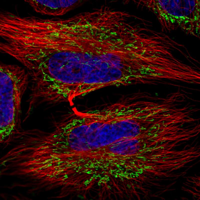 Staining in HeLa cell line  showing distinct mitochondrial staining in green. Microtubule- and nuclear probes are visualized in red and blue respectively (where available).
