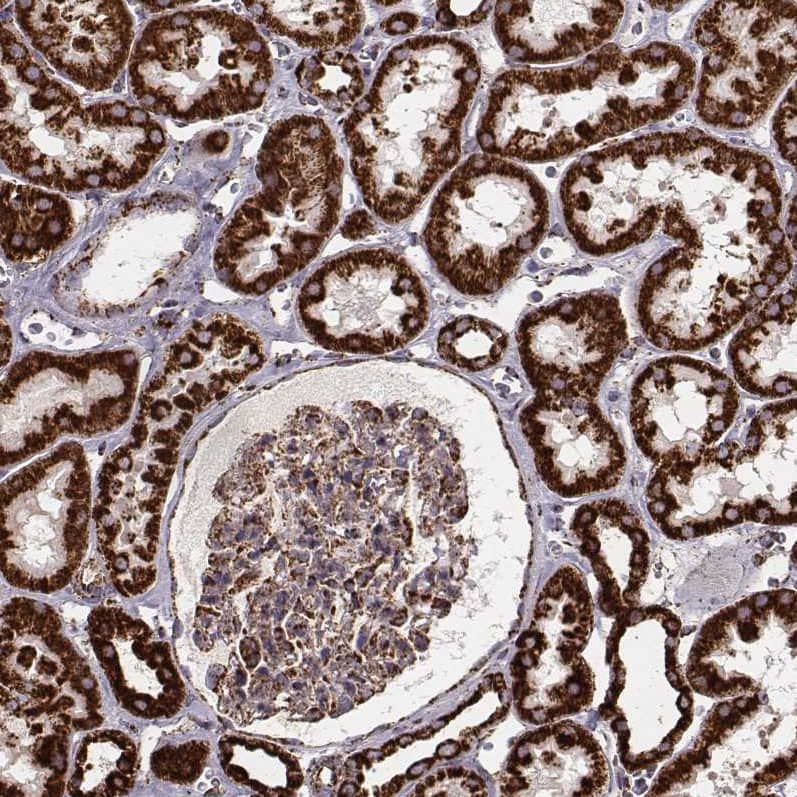 Staining of human kidney shows strong granular cytoplasmic positivity in cells in tubules and moderate staining in glomerular cells.