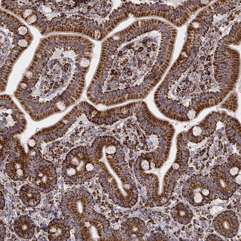 Staining of human duodenum shows strong granular cytoplasmic positivity in glandular cells.
