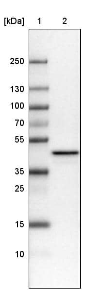 Lane 1: Marker [kDa]Lane 2: Human cell line U-251 MG