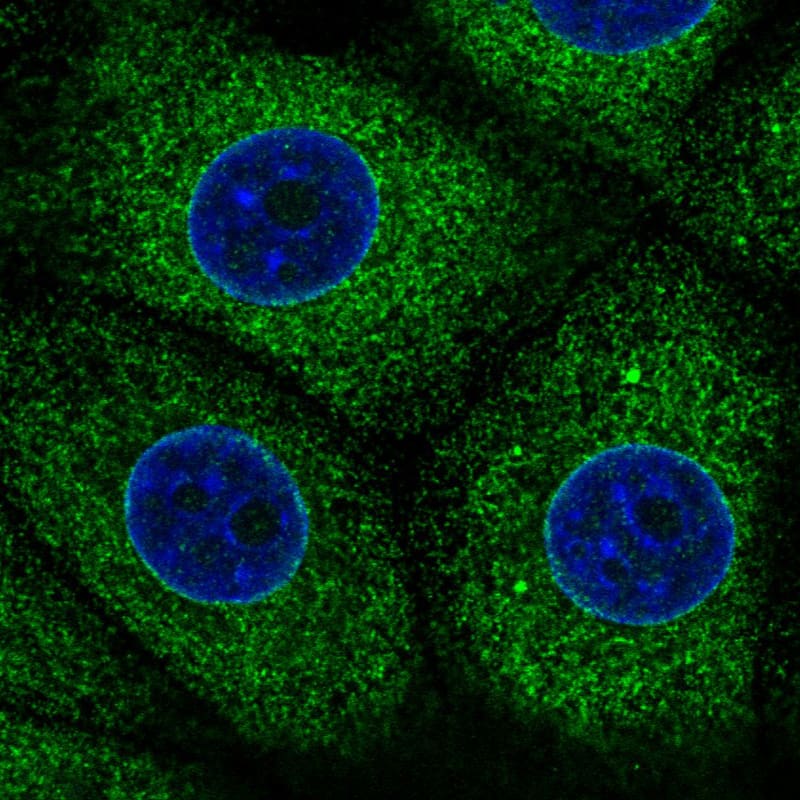Staining in MCF7 cell line  showing specific staining of endoplasmic reticulum in green. Microtubule- and nuclear probes are visualized in red and blue respectively (where available).