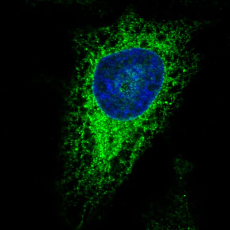 Staining in HeLa cell line  showing specific staining of endoplasmic reticulum in green. Microtubule- and nuclear probes are visualized in red and blue respectively (where available).