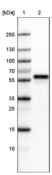Lane 1: Marker [kDa]Lane 2:Human cell line U-251 MG