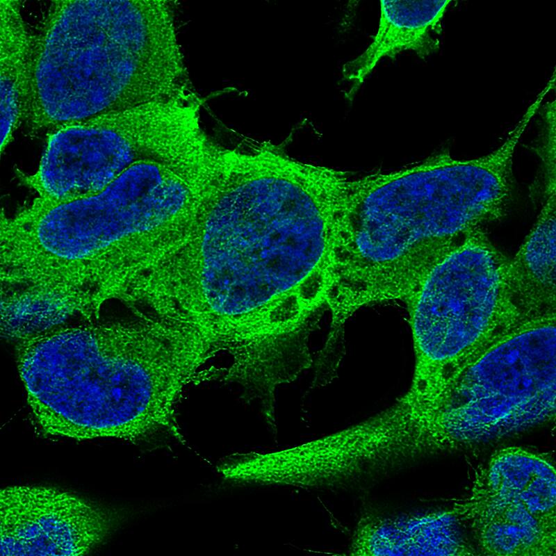 Staining of SH-SY5Y cells showing specific staining on microtubules in green. Nuclear probe is visualized in blue.