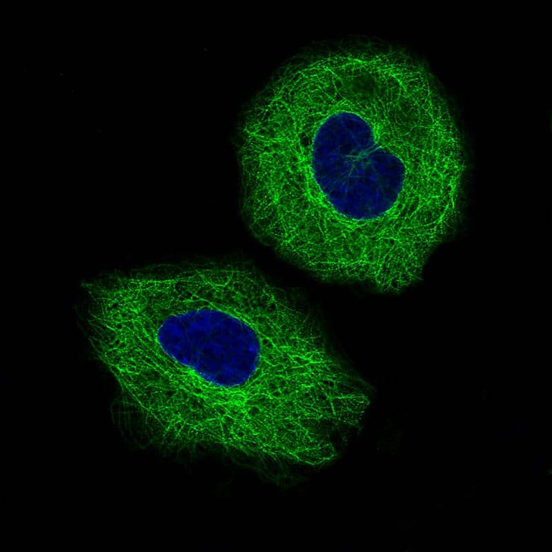 Staining of A549 cells showing specific staining on microtubules in green. Microtubule- and nuclear probes are visualized in red and blue, respectively (where available).