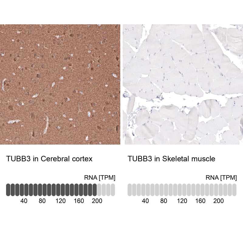 Analysis in human cerebral cortex and skeletal muscle tissues. Corresponding beta-III Tubulin RNA-seq data are presented for the same tissues.