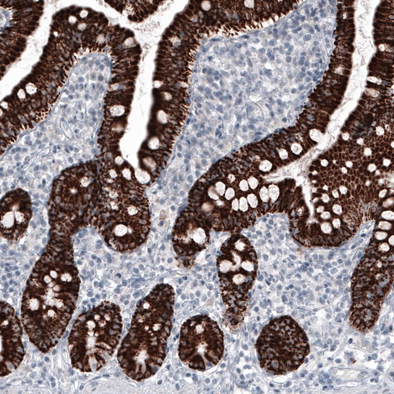 Staining of human small intestine shows strong granular cytoplasmic positivity in glandular cells.