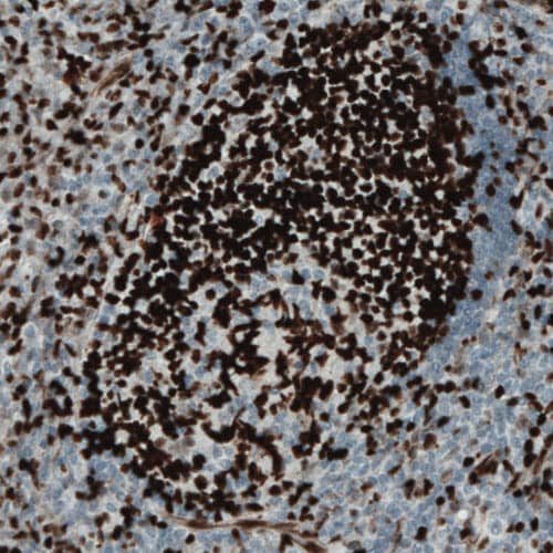 Staining of human tonsil shows strong nuclear immunoreactivity in a subset of lymphoid cells.