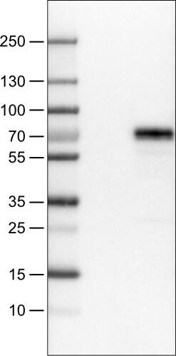 Lane 1: Marker [kDa]Lane 2: Negative control (vector only transfected HEK293T lysate)�Lane 3: MEF2C Over-expression Lysate (Co-expressed with a C-terminal myc-DDK tag (~3.1 kDa) in mammalian HEK293T cells, LY419349)