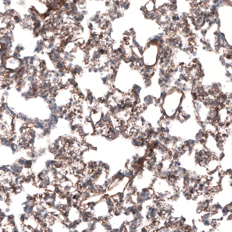 Staining of rat lung shows moderate to strong positivity in basement membrane of pneumocytes.