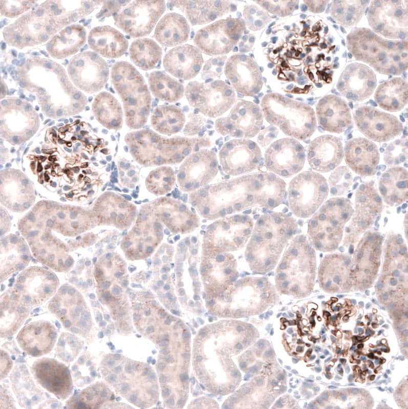Staining of rat kidney shows strong positivity in basement membrane in cells in glomeruli.