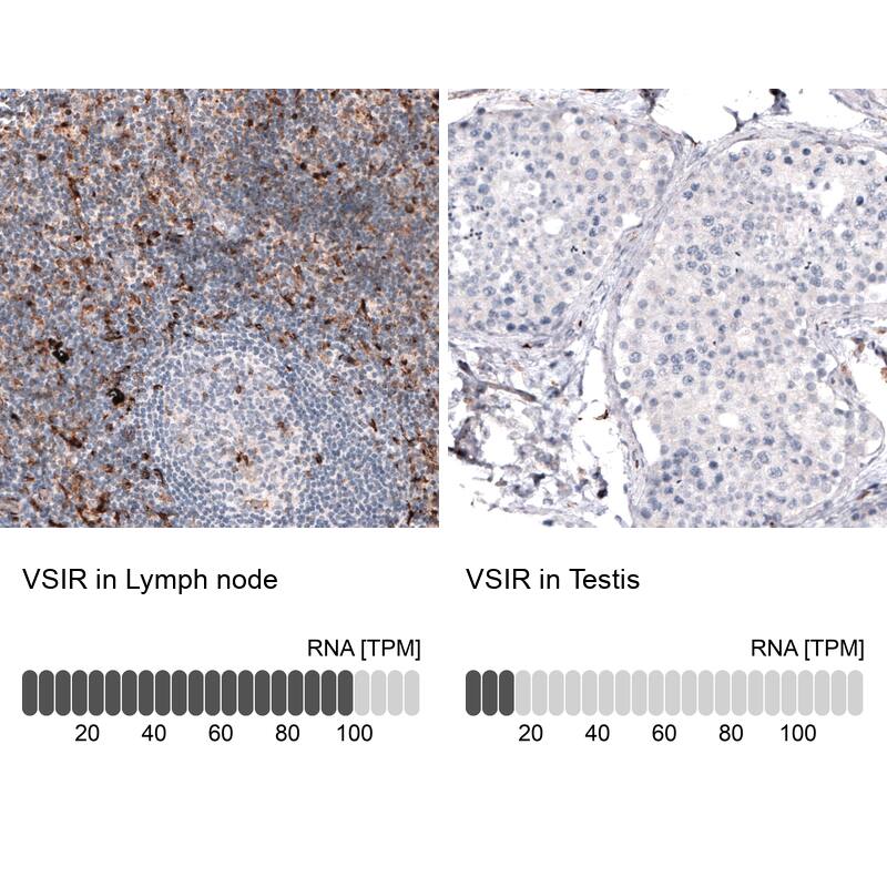 Analysis in human lymph node and testis tissues. Corresponding VISTA/B7-H5/PD-1H RNA-seq data are presented for the same tissues.