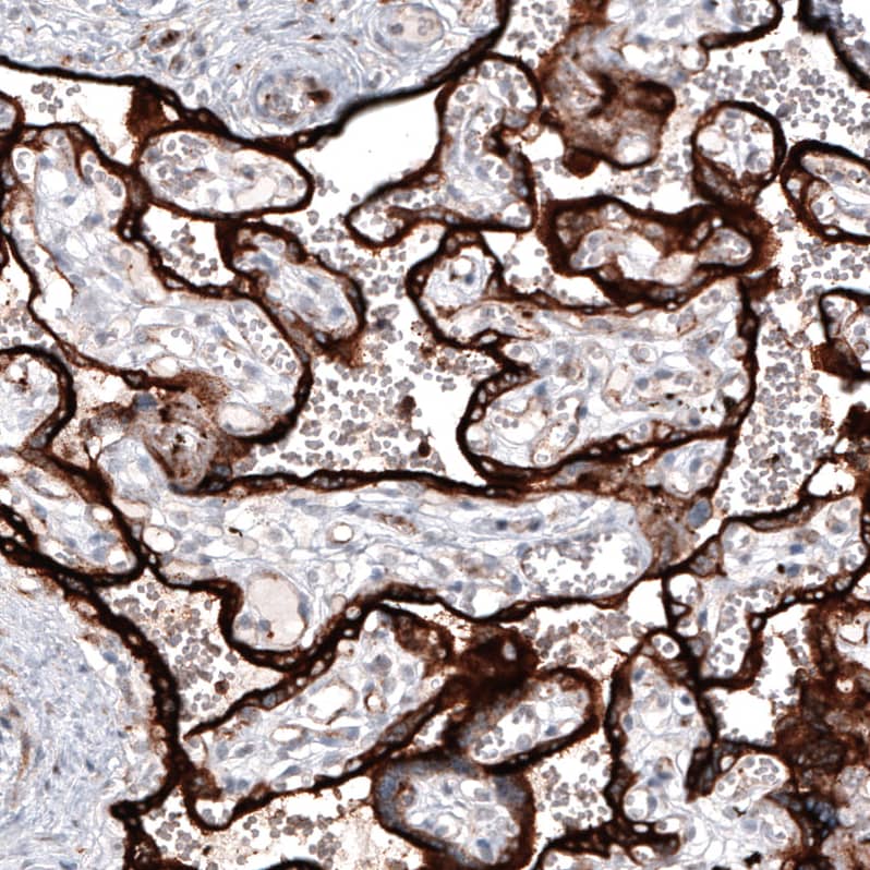 Staining of human placenta shows strong cytoplasmic positivity in trophoblastic cells.