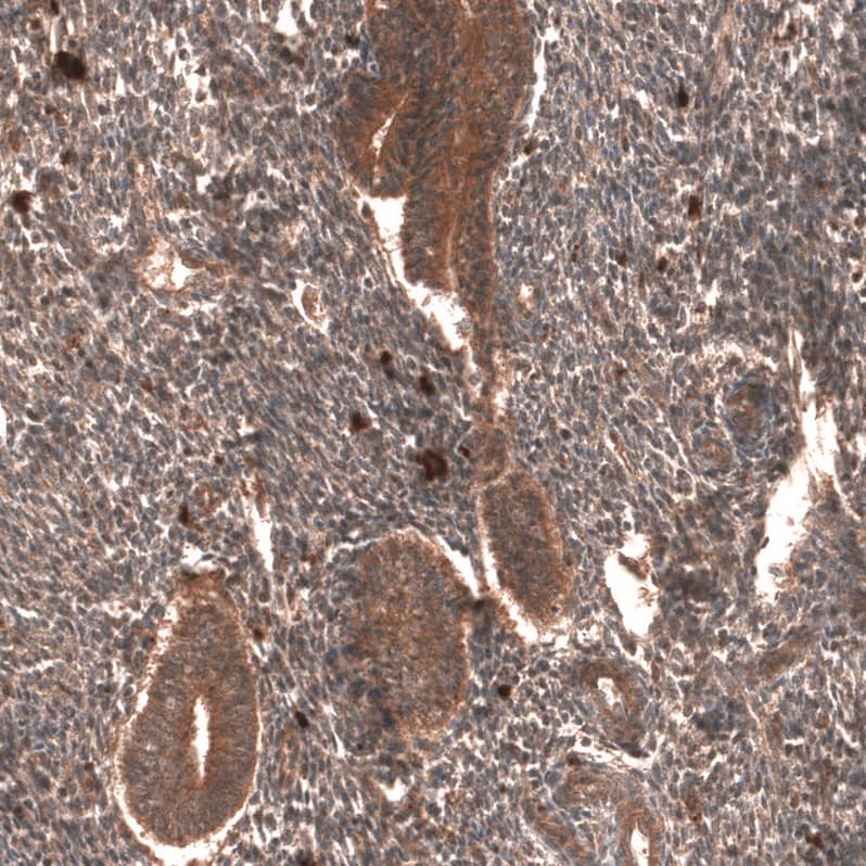 Staining of human endometrium shows strong cytoplasmic positivity in glandular cells.