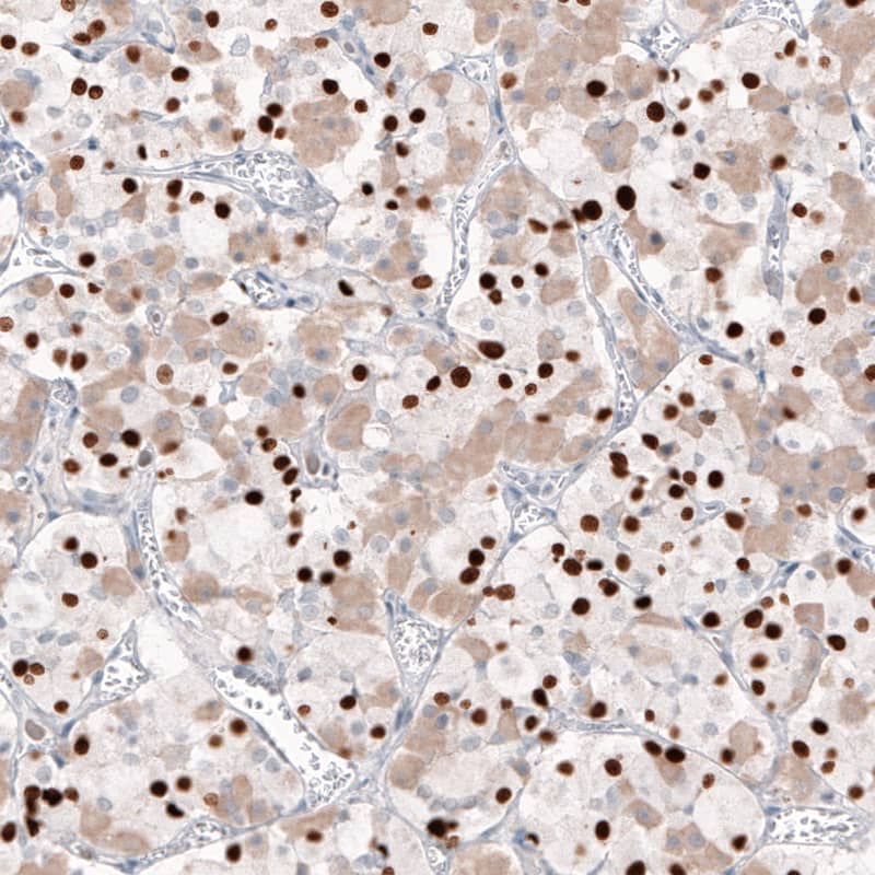 Staining of human pituitary gland shows strong nuclear immunoreactivity in a subset of cells in the adenohypophysis.