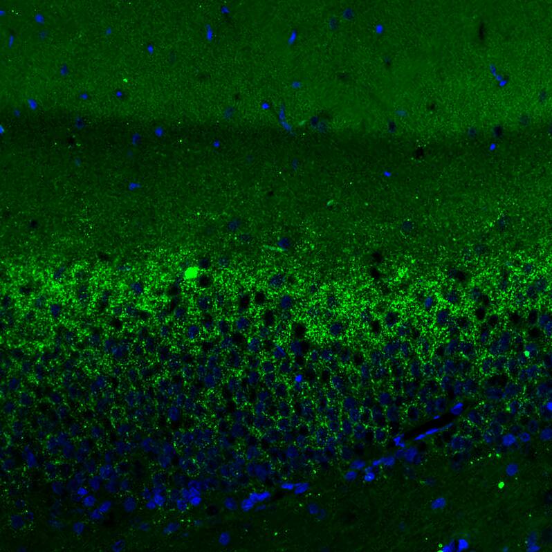 Staining of rat hippocampus shows moderate positivity in glutamatergic fibers in granular cell layer of the dentate gyrus.