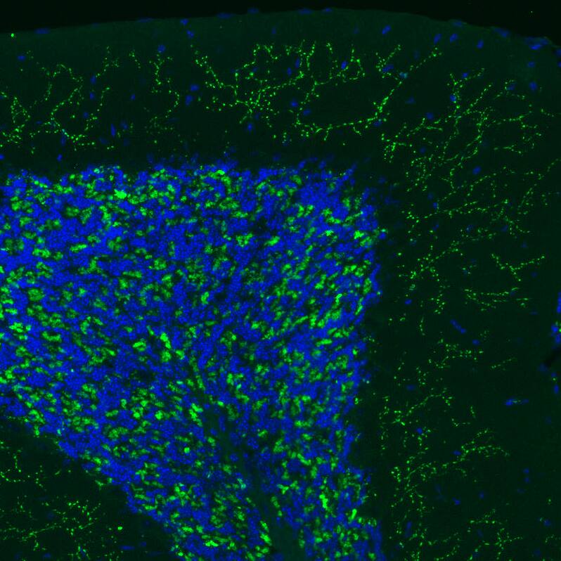 Staining of mouse brain shows positivity in glutamatergic fibers in the cerebellum.