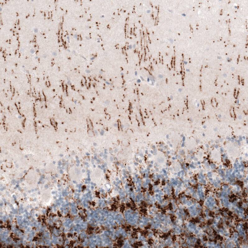 Staining of human cerebellum shows moderate to strong positivity in glutamatergic fibers.