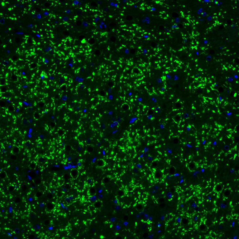 Staining of mouse brain shows strong positivity in glutamatergic fibers in the thalamus.