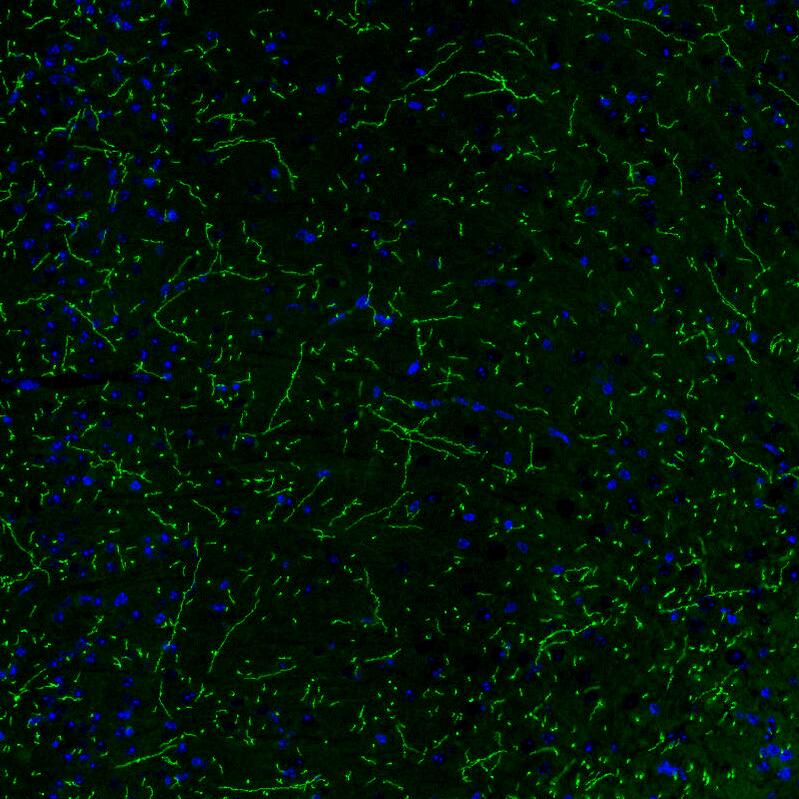 Staining of mouse brain shows strong positivity in noradrenergic fibers in the cerebral cortex.