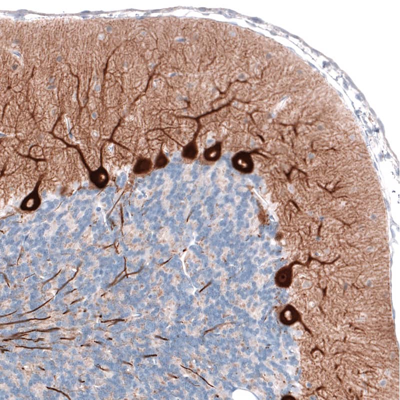 Staining of rat brain shows strong cytoplasmic positivity in Purkinje cells.