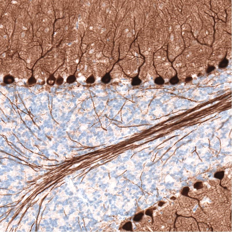 Staining of mouse brain shows strong cytoplasmic positivity in Purkinje cells.