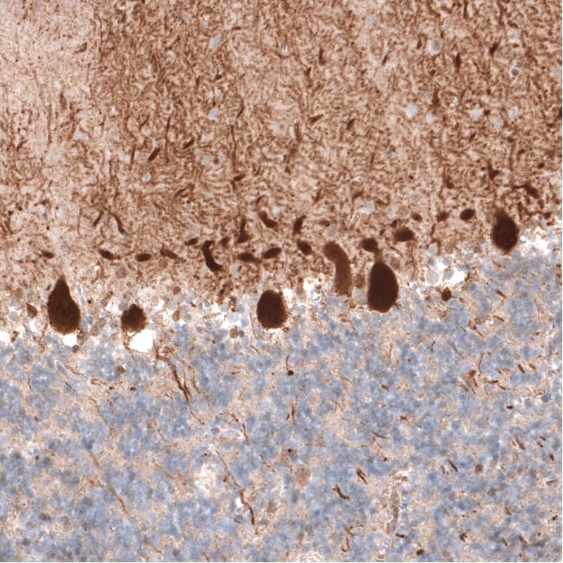 Staining of human cerebellum shows strong cytoplasmic positivity in Purkinje cells.
