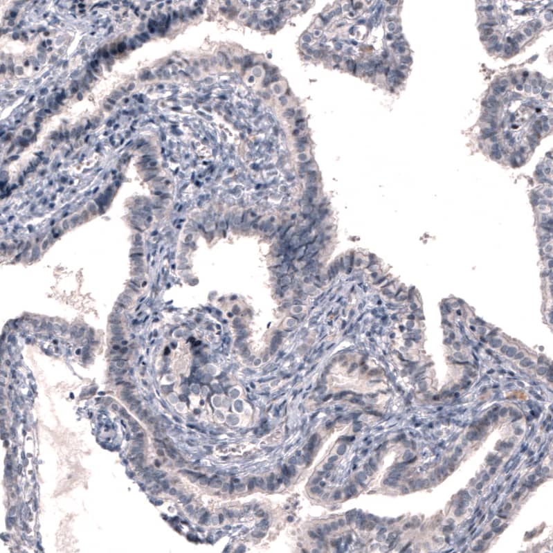 Staining of human fallopian tube shows no positivity in glandular cells as expected.