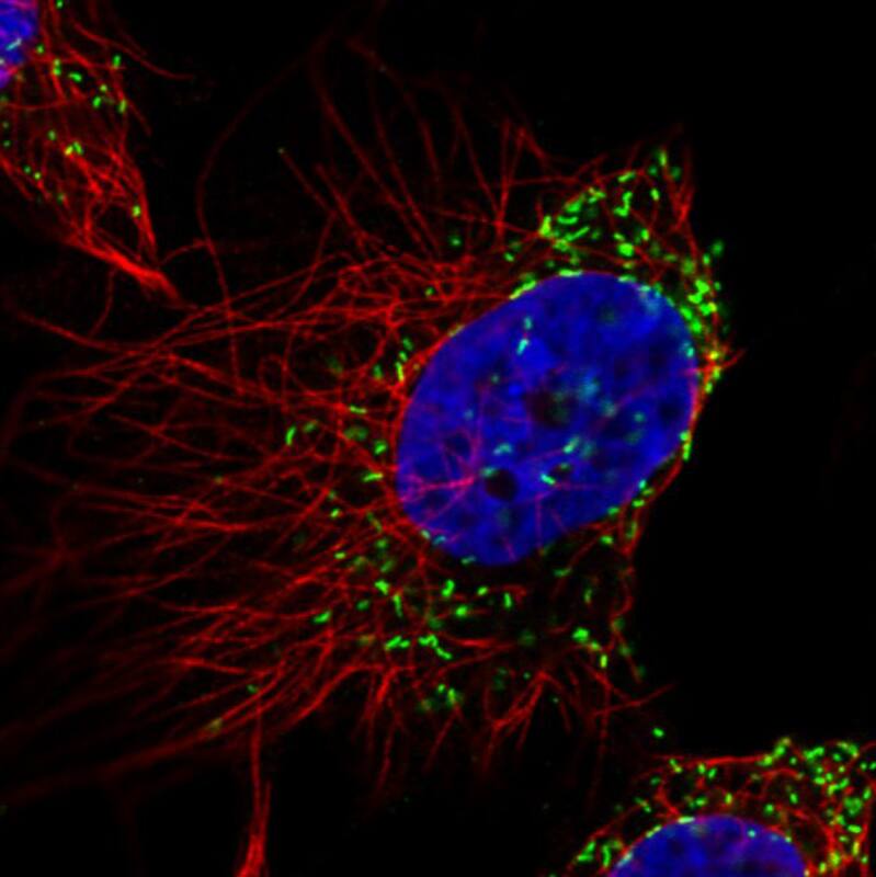 Staining in U251 cell line  showing specific staining of peroxisomes in green. Microtubule- and nuclear probes are visualized in red and blue respectively (where available).
