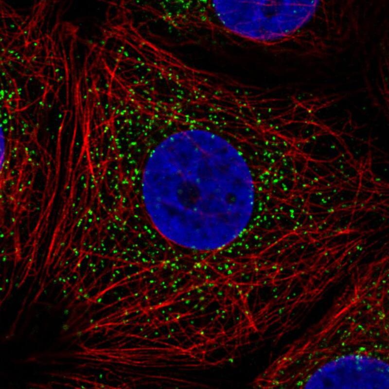 Staining in MCF7 cell line  showing specific staining of peroxisomes in green. Microtubule- and nuclear probes are visualized in red and blue respectively (where available).