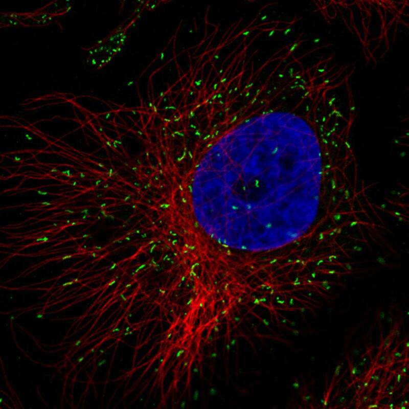 Staining in HeLa cell line  showing specific staining of peroxisomes in green. Microtubule- and nuclear probes are visualized in red and blue respectively (where available).
