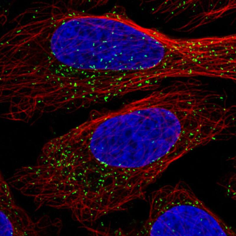 Staining in U2OS cell line  showing specific staining of peroxisomes in green. Microtubule- and nuclear probes are visualized in red and blue respectively (where available).