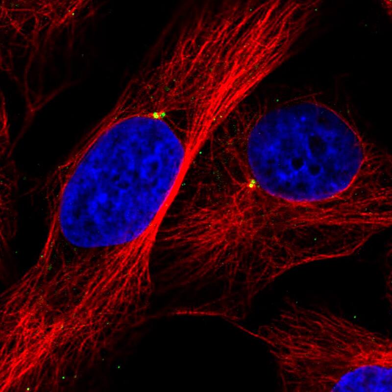 Immunocytochemistry/ Immunofluorescence CEP350 Antibody (CL3423)