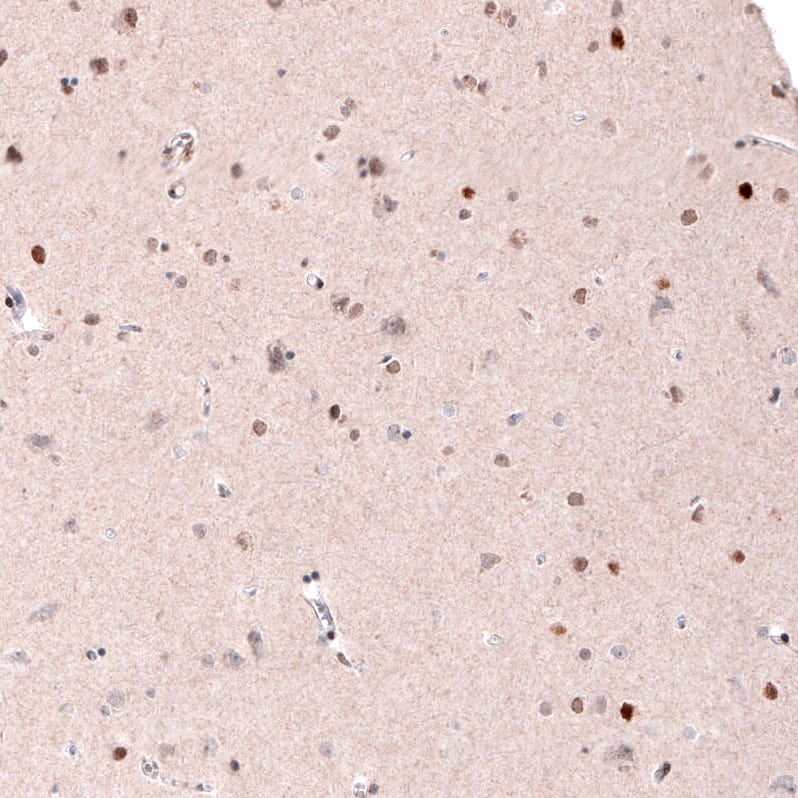 Staining of human cerebral cortex shows moderate to strong nuclear positivity in a subset of neurons.